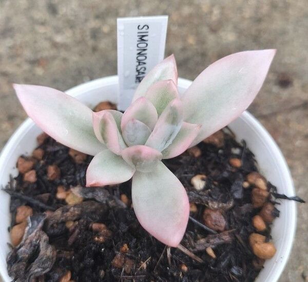 パウダーパフ錦 霜の朝錦 木立ち 抜き苗 ゆうパケットポスト発送 斑入り 多肉植物