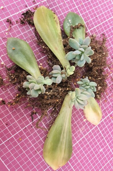 シンデレラ錦 葉挿し苗 写真の苗をお送りします 根付き 多肉植物