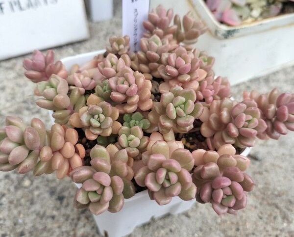 スプリングワンダー 交配種 写真の苗をお送りします 全部抜き苗 鉢プレステラ90 多肉植物 ゆうパケットポスト発送