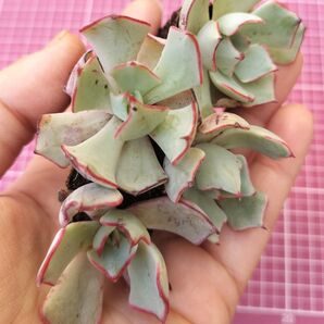 ストリクチフローラノヴァ 写真の苗をお送りします 根付き苗 4苗 根鉢 多肉植物 多肉弁当 詰め合わせ