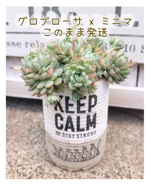グロブローサ x ミニマ 写真の苗をリメ缶のまま どんどん子株増えてます! クロネコ宅急便発送 多肉植物 根付き 鉢のまま