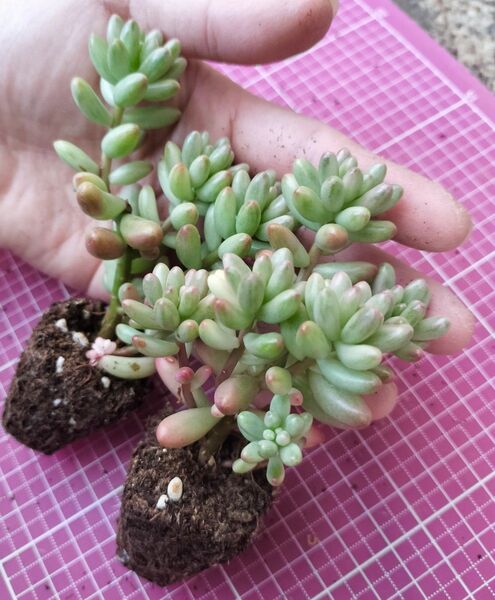 オーロラ 写真の苗をお送りします 抜き苗 ゆうパケットポスト発送 多肉植物 セダム キレイな斑入りのオーロラ