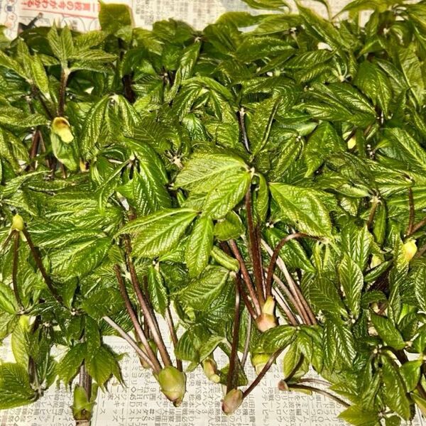 【10日朝採取】11日14:40まで!①採れたてコシアブラ約200g 妙高産