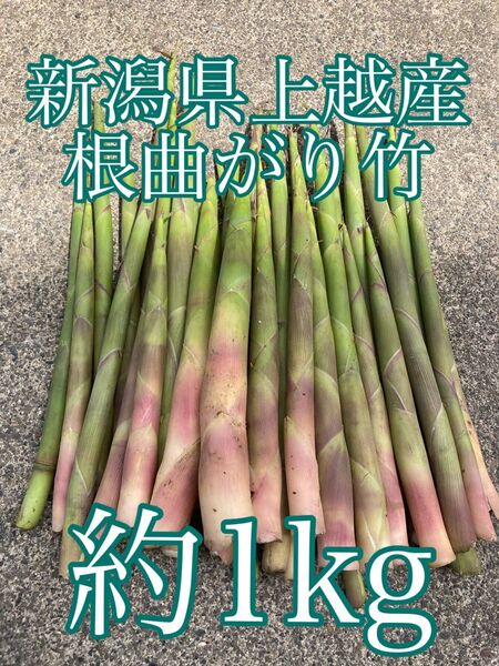 【16日朝採取】根曲がり竹 姫竹 ヒメダケ ネマガリダケ 約1kg 【希少】