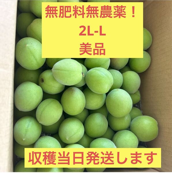 美品!2L-Lサイズ 青梅2㎏ 無農薬