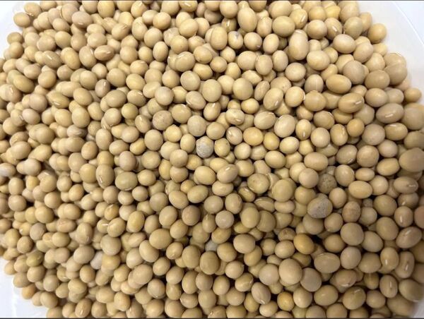 大豆 遺伝子組み換え無し カナダ産 1kg