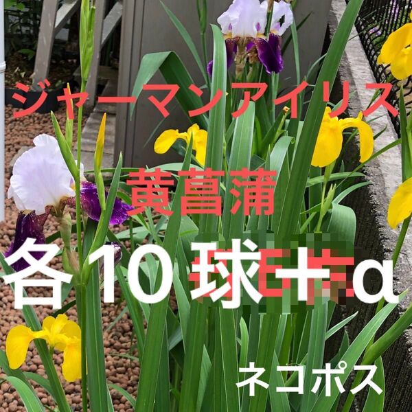 ジャーマンアイリス・黄菖蒲 各10球+α