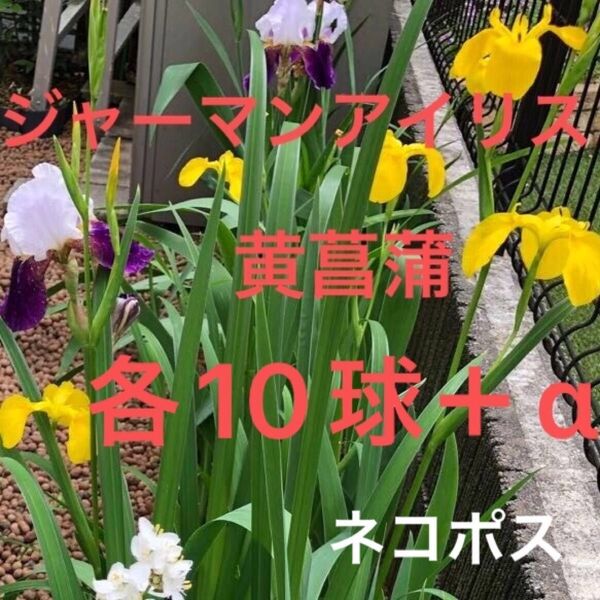 ジャーマンアイリス・黄菖蒲 各10球以上+α