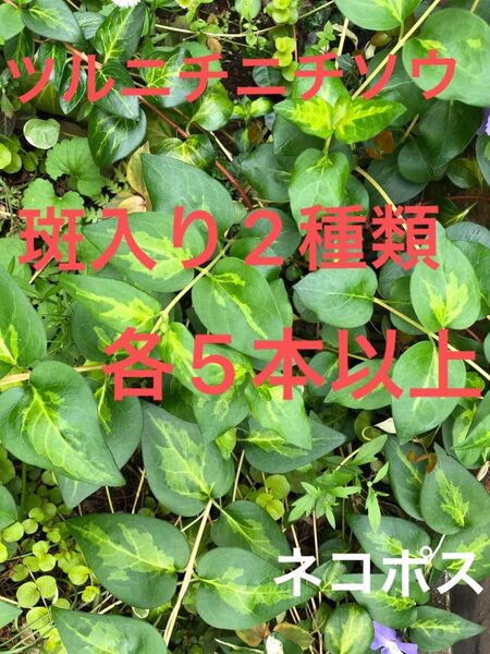 ツルニチニチソウ 斑入り2種類 各5本以上