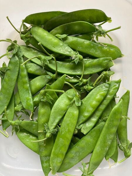無農薬 絹さや(約200g) 山吹(約200g) みつぱ(約100g)