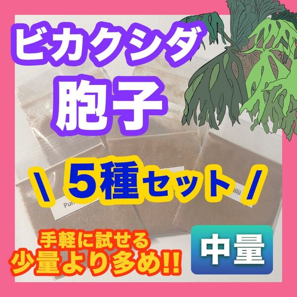 5種セット ビカクシダ 胞子培養 胞子少量セット お試しセット コウモリラン 観葉植物