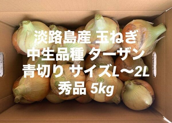 淡路島産 青切り 玉ねぎ 中生品種 ターザン L~2L 秀品 5kg