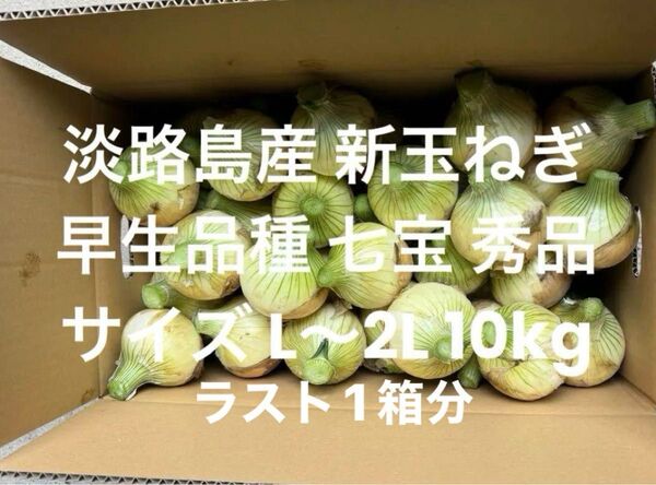 ラスト1箱分 淡路島産 新玉ねぎ L~2L 秀品 10kg 早生品種 七宝