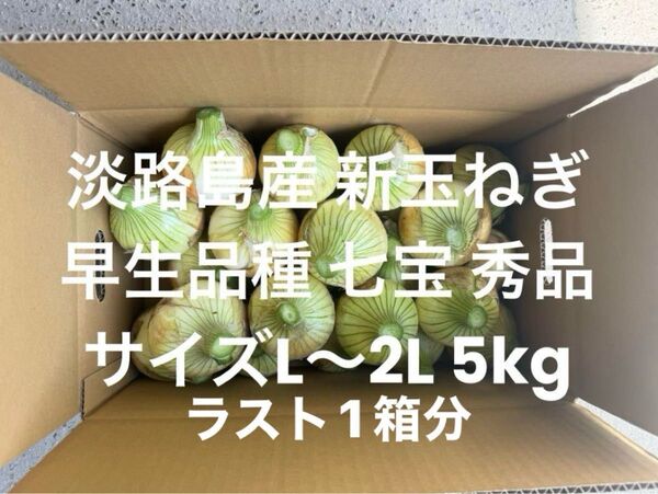 ラスト1箱分 淡路島産 新玉ねぎ L~2L 秀品 5kg早生品種 七宝