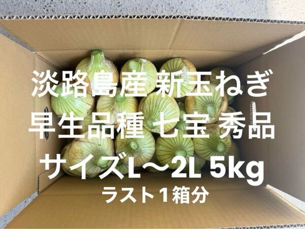 ラスト1箱分 淡路島産 新玉ねぎ L~2L 秀品 5kg早生品種 七宝