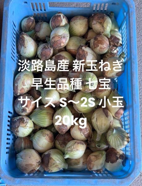 淡路島産 新玉ねぎ S~2S 規格外 20kg 小玉 玉ねぎ 早生七宝