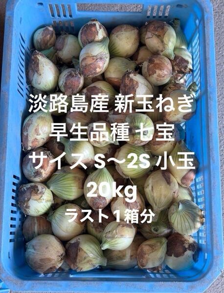 ラスト1箱分 淡路島産 新玉ねぎ S~2S 規格外 20kg 小玉 玉ねぎ 早生七宝
