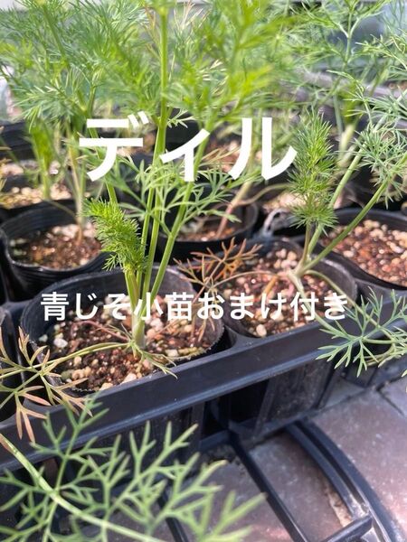ディル 苗 2本 青じそ小苗おまけ
