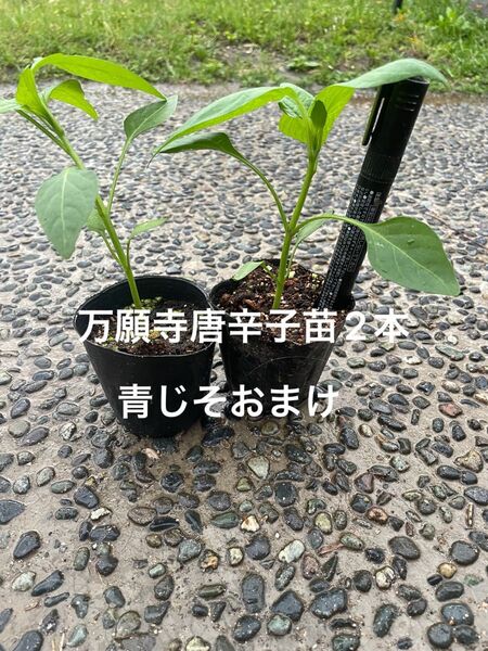 万願寺唐辛子 2本 青じそおまけ