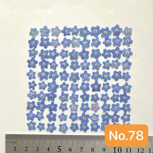 No.78 忘れな草約100枚押し花素材