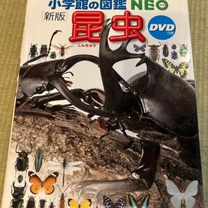 小学館の図鑑 NEO 新版 昆虫 DVD付き