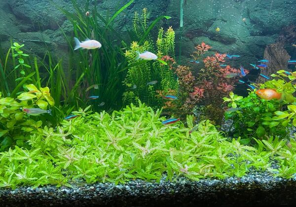 超お得【赤・緑系の水草2種】水中葉、無農薬、ネコポスで送料無料、リサイクル箱梱包