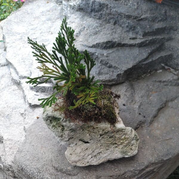 天然イワヒバ 苔部分あり、