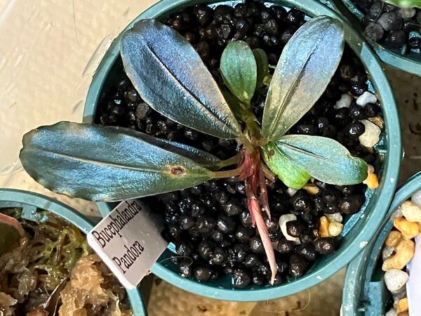Bucephalandra sp. Pandora パンドラ 水上葉