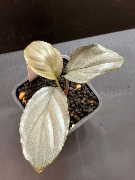 Homalomena sp. AluminiumKota payakumbuh Sumateraホマロメナ アルミニウム