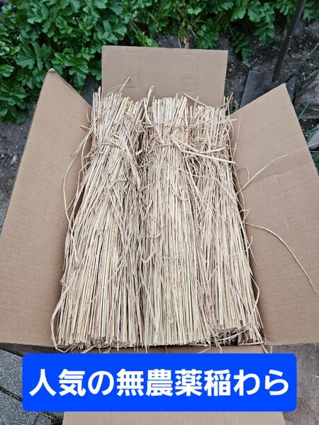 無農薬稲わら 稲藁 家庭菜園 マルチ 藁草履 メダカ産卵 カツオのたたき ペットのマット クリスマスリース しめ縄 納豆作り