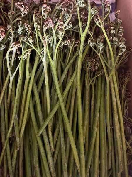 青森県産 天然わらび 3kg 太い 山菜