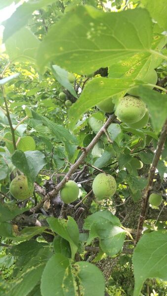 最安値? 梅 完全無農薬 無除草剤 訳有り 4500グラム 汗かきます。生物の為、クレ-ム 返品等はお受けできません。