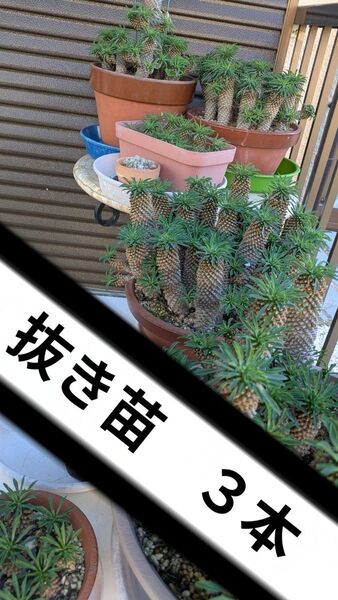 ソテツキリン 3本 パイナップルコーン 多肉植物 ②抜き苗 乾燥済み 観葉植物