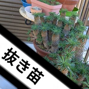 ソテツキリン 3本 パイナップルコーン 多肉植物 ④抜き苗 乾燥済み 観葉植物