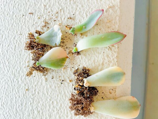 錦の葉挿し 三種 多肉植物