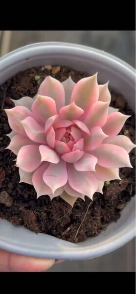 ピンクローラ錦 レア 多肉植物 高級種 多肉植物 エケベリア