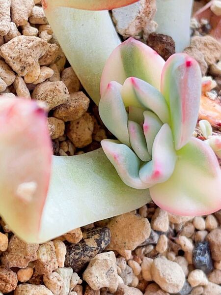 多肉植物 エケベリア 苗のみ発送 エイプス錦 摘心株 エケベリア 多肉植物 抜き苗 レア 1頭超美斑入り確定