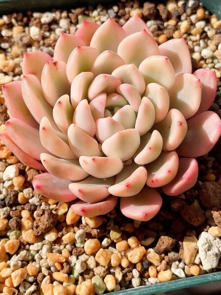 ピンクルルビー錦 ピンク覆輪 抜き苗 多肉植物 エケベリア