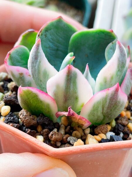アミスター錦 半分覆輪 多肉植物 エケベリア 微発根 苗のみ発送