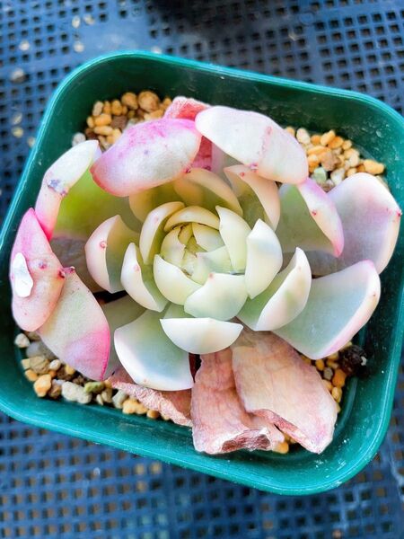 ピンククリスタルローズ錦 微発根 多肉植物 エケベリア 覆輪 レア 7CM容器