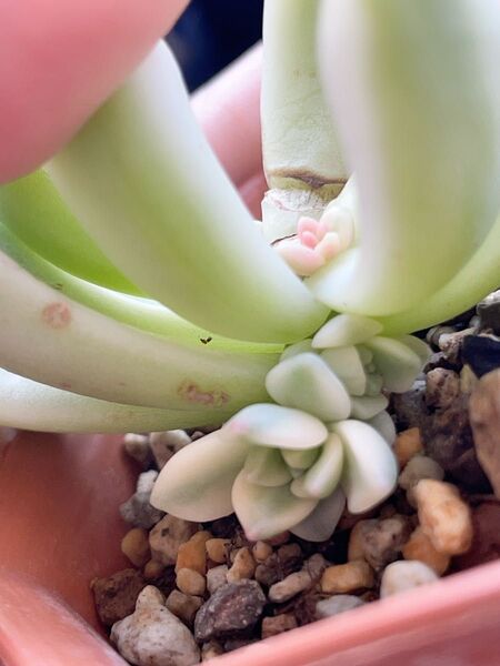 ピンクルルビー錦 白覆輪 抜き苗苗 多肉植物 エケベリア ご頭ぐらい発頭中