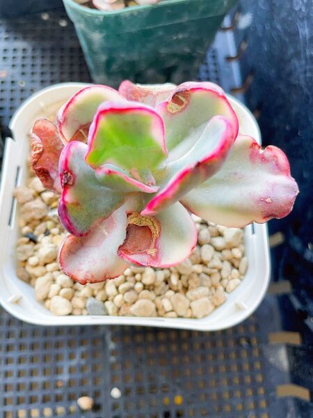 ウエディングドレス錦 色斑 多肉植物 エケベリア 抜き発送 7CM容器 根が太い苗