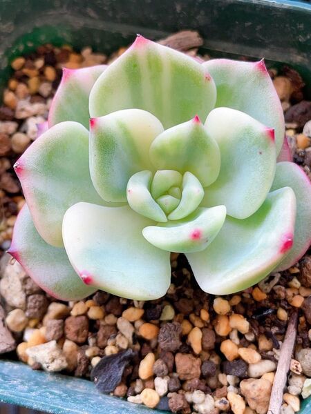 シャルモン錦 全ての葉っぱに斑入り 抜き発レア 色斑入り 多肉植物 エケベリア