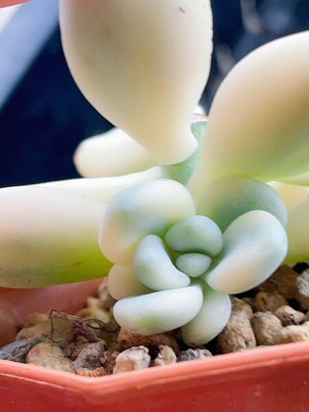 ストロベリーミルク錦 白覆輪 抜き苗 多肉植物