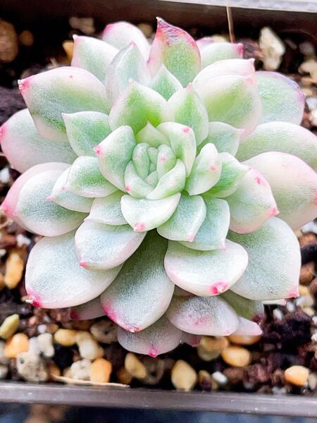 Echeveria ‘EKO Malgan錦 多肉植物 四頭っ子 抜き苗 後ろ状態像ご参照ください