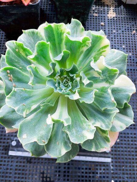 ツナミ錦 色斑入り 多肉植物 エケベリア レア 全ての葉っぱに斑入りあり ビッグ