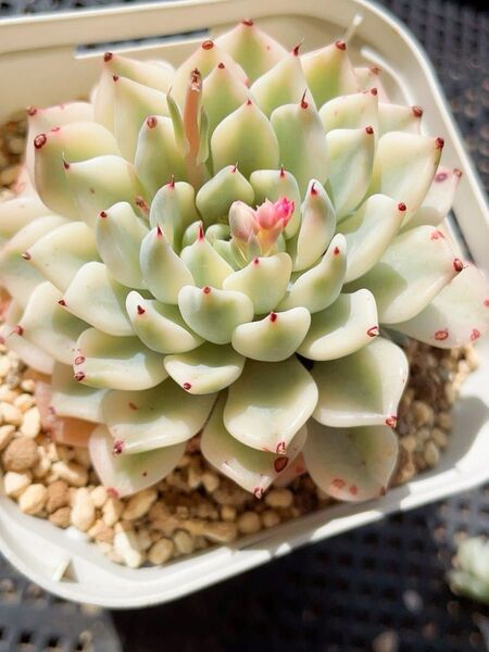 多肉植物 エケベリア 妲己(だっき)錦 新種錦 白覆輪美斑 美爪 二枚目のカキコが出品苗です