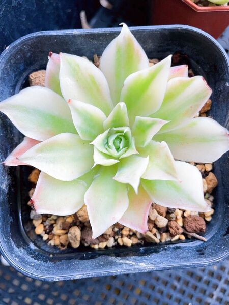 シムランス錦 多肉植物 エケベリア 全ての葉っぱに斑入り 7CM容器 抜き発送