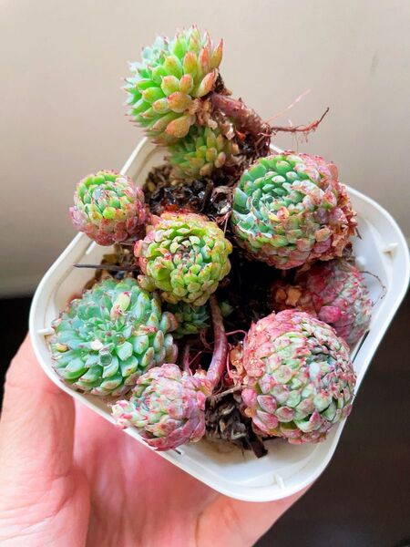 エケベリア 多肉植物 Vincent Catto バラ苗 抜き苗 7CM容器