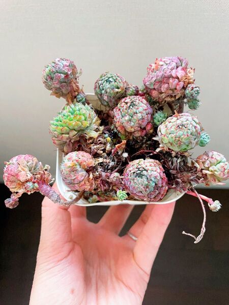 エケベリア 多肉植物 Vincent Catto バラ苗 抜き苗 7CM容器